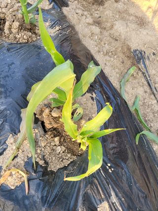 갈담리님의 옥수수 · 병해충상담 작성글 사진