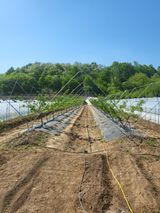 팜모닝 복숭아·자유게시판 게시글 이미지