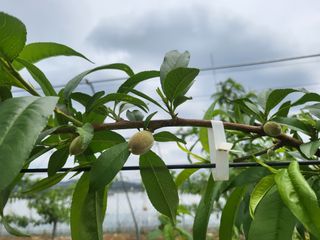 조달조님의 복숭아 · 자유게시판 작성글 사진
