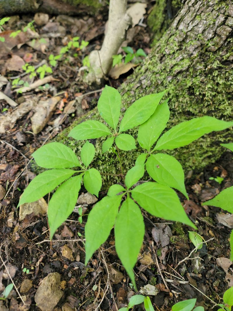 장터 상품 [천종산삼 4구 입니다.] 썸네일