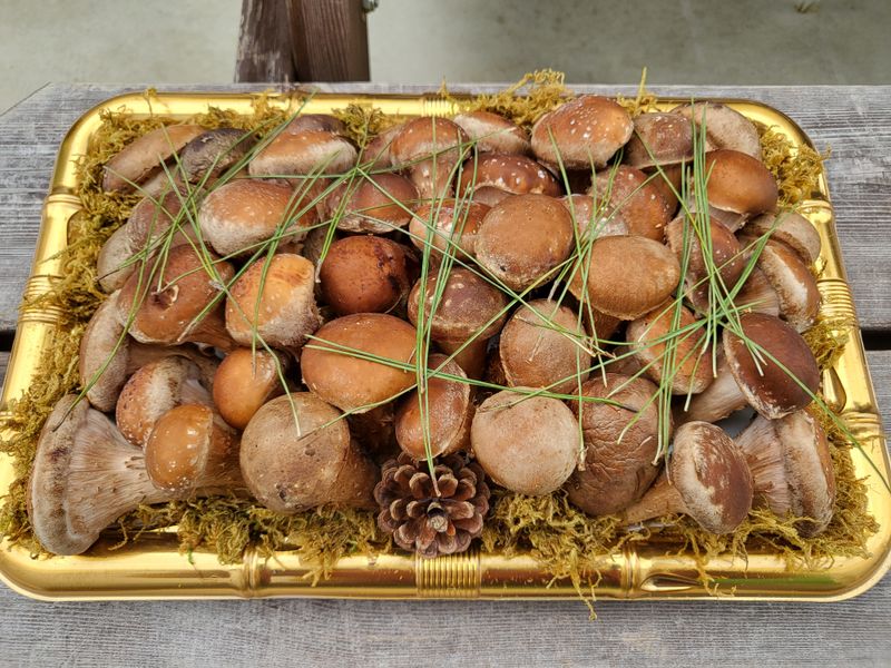 참송이20635님의 장터 판매 상품 [참송이 버섯재배사 매매] 첨부 사진