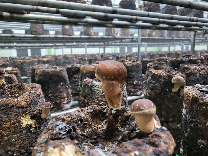 참송이20635님의 장터 판매 상품 [참송이 버섯재배사 매매] 첨부 사진