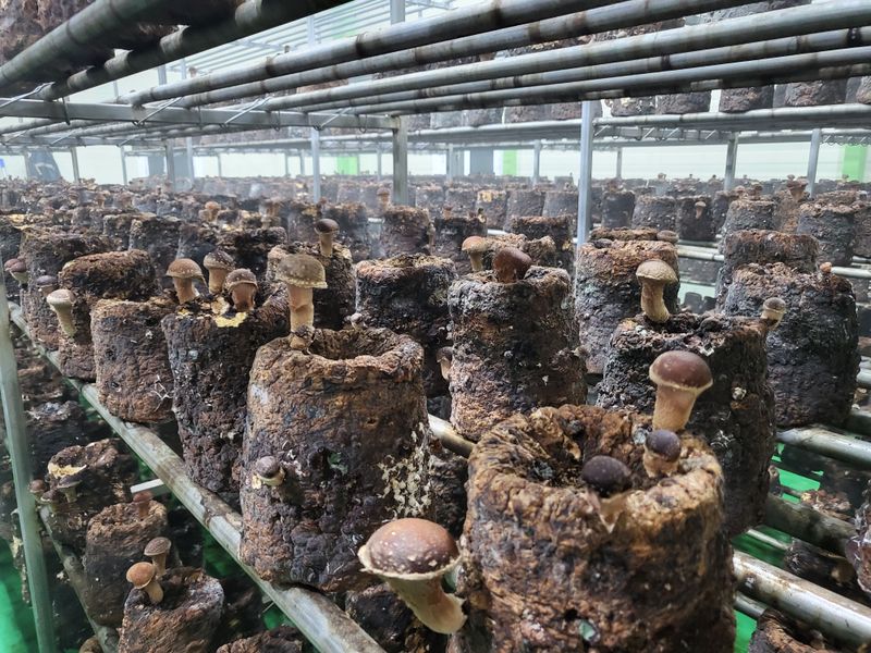 참송이20635님의 장터 판매 상품 [참송이 버섯재배사 매매] 첨부 사진