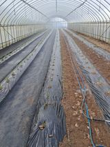 팜모닝 고추·일상 게시글 이미지