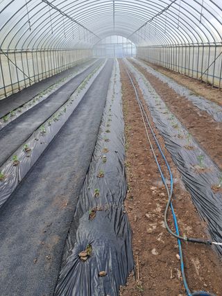 정선경님의 고추 · 일상 작성글 사진