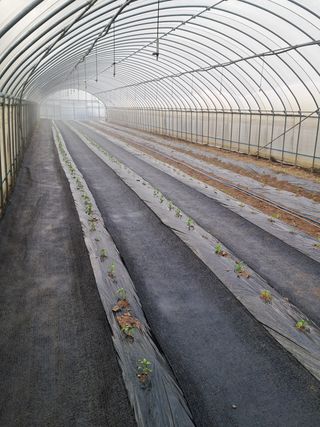 정선경님의 고추 · 일상 작성글 사진