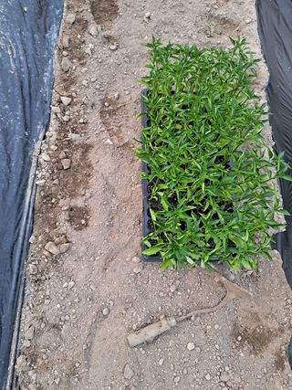 정선경님의 고추 · 일상 작성글 사진