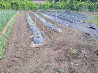 정선경님의 고추 · 일상 작성글 사진