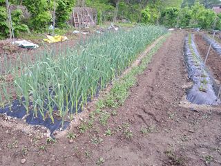 정선경님의 고추 · 일상 작성글 사진