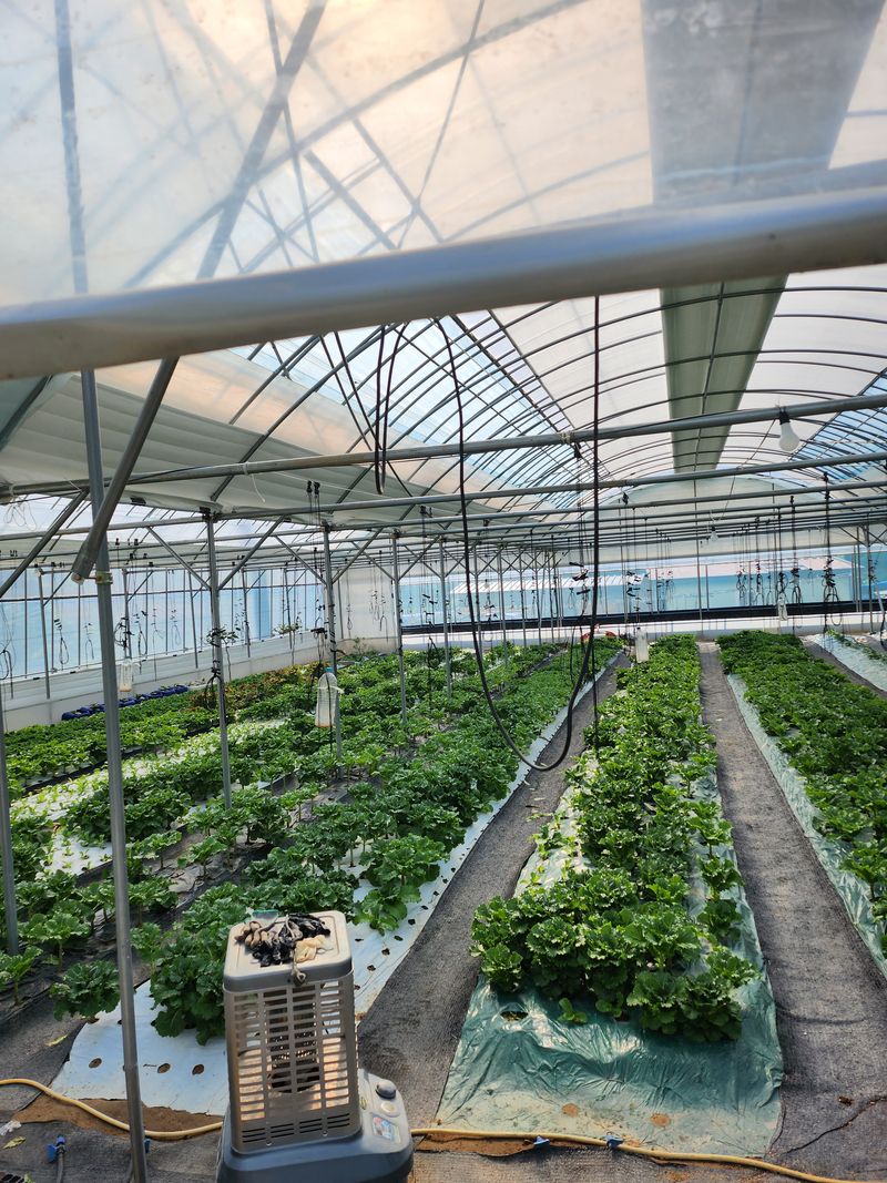 장터 상품 [적상추4kg] 썸네일