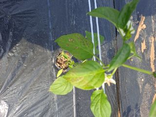 스극님의 고추 · 병해충상담 작성글 사진