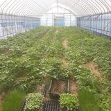 팜모닝 고추·일상 게시글 이미지