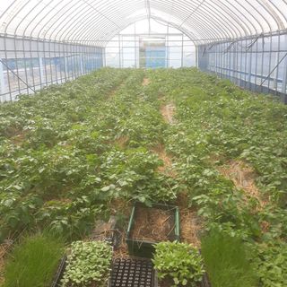 알 수 없음님의 고추 · 일상 작성글 사진