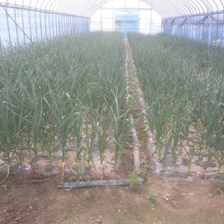 알 수 없음님의 고추 · 일상 작성글 사진