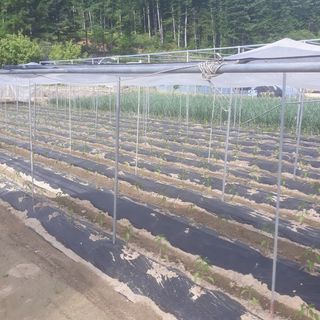 알 수 없음님의 고추 · 일상 작성글 사진