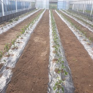 알 수 없음님의 고추 · 일상 작성글 사진