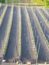 팜모닝 고추·파종•정식 게시글 이미지