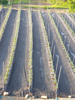 김채현 님의 고추 · 파종•정식 작성글 사진