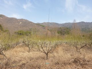 고구마20582님의 매실 · 자유게시판 작성글 사진