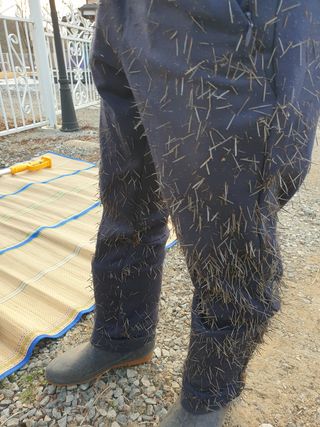 고구마20582님의 매실 · 자유게시판 작성글 사진