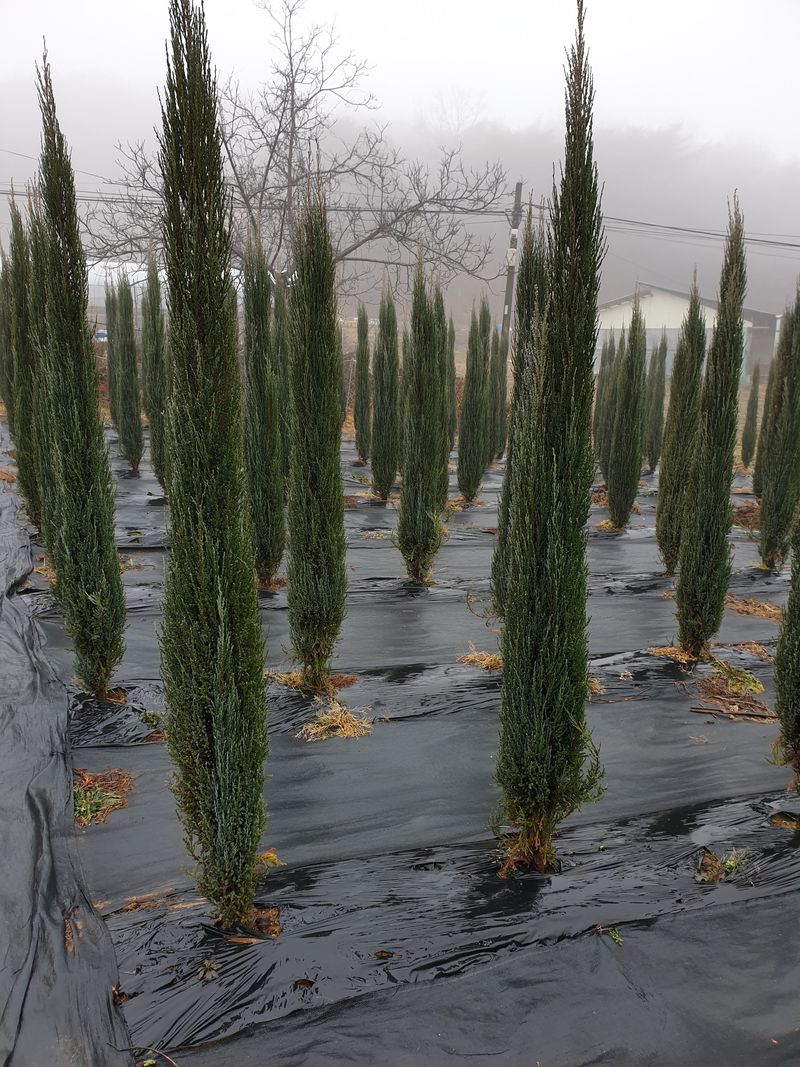 장터 상품 [불루 애로우 주니프러스 1.7m] 썸네일