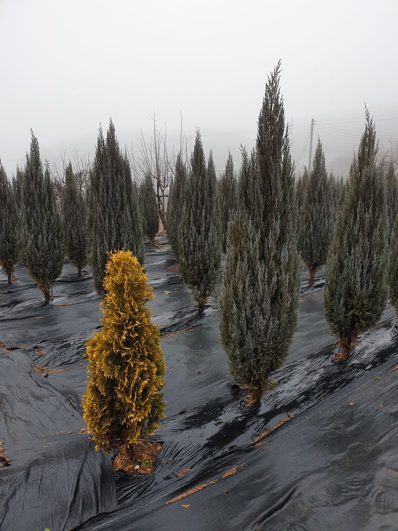 장터 상품 [문그로우 주니플러스 1.5m] 썸네일