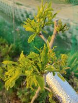 팜모닝 기타작물·병해충상담 게시글 이미지