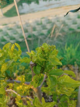 효원농원님의 기타작물 · 병해충상담 작성글 사진