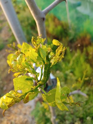 효원농원님의 기타작물 · 병해충상담 작성글 사진