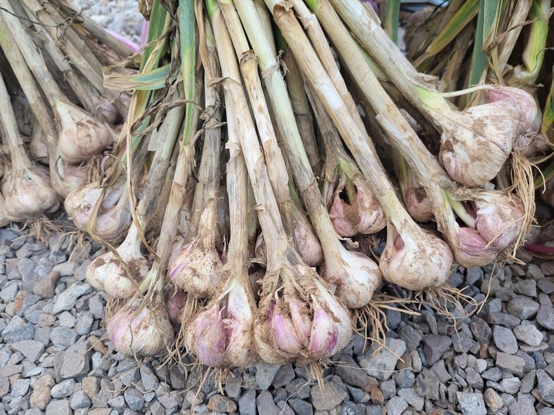 장터 상품 [마늘 100개(한접)] 썸네일