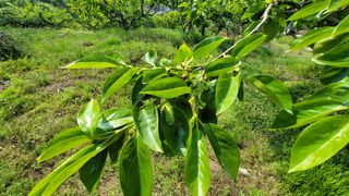 빈현린님의 감 · 자유게시판 작성글 사진