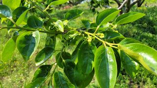 빈현린님의 감 · 자유게시판 작성글 사진