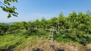 빈현린님의 감 · 자유게시판 작성글 사진