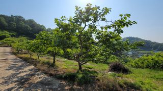 빈현린님의 감 · 자유게시판 작성글 사진