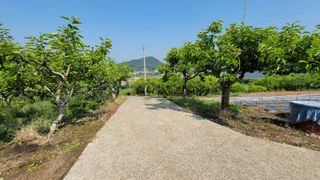 빈현린님의 감 · 자유게시판 작성글 사진