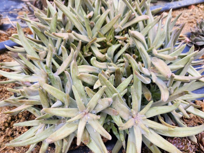 장터 상품 [생와송 3kg] 썸네일