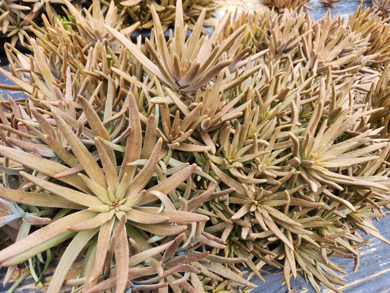 하늘맑은와송님의 장터 판매 상품 [생와송 3kg] 첨부 사진