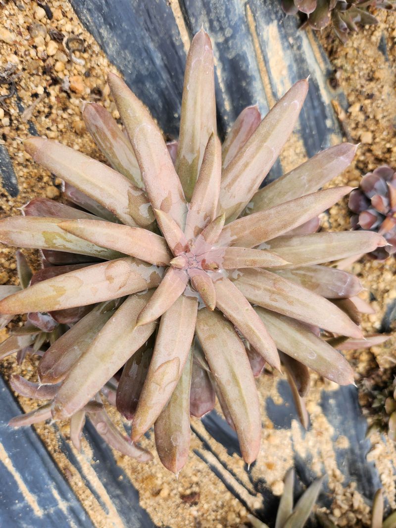 하늘맑은와송님의 장터 판매 상품 [생와송 3kg] 첨부 사진