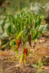 팜모닝 고추·자연재해•동물피해 게시글 이미지