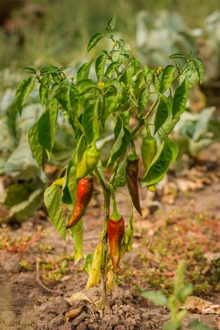 이승하님의 고추 · 자연재해•동물피해 작성글 사진