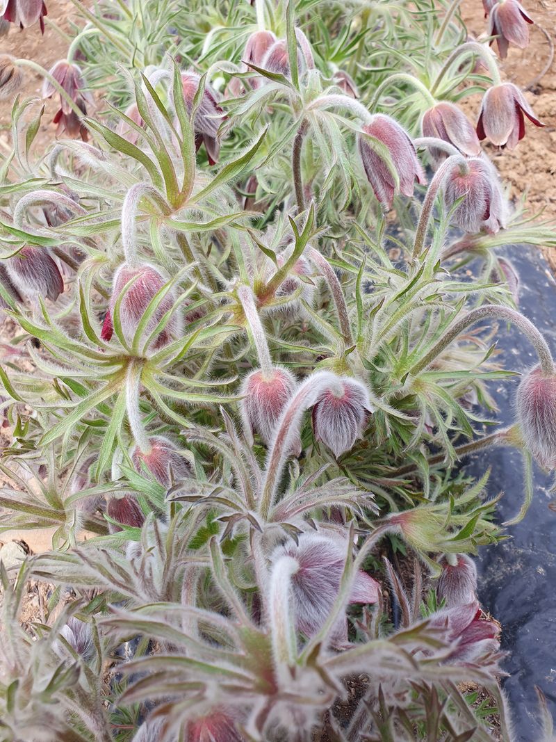 장터 상품 [할미꽃씨 무료나눔 이벤트] 썸네일