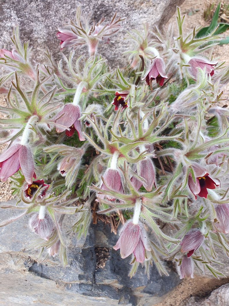 농산물에 진심구병안님의 장터 판매 상품 [할미꽃씨 무료나눔 이벤트] 첨부 사진