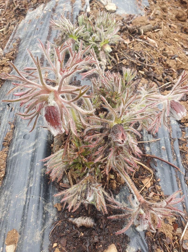 농산물에 진심구병안님의 장터 판매 상품 [할미꽃씨 무료나눔 이벤트] 첨부 사진