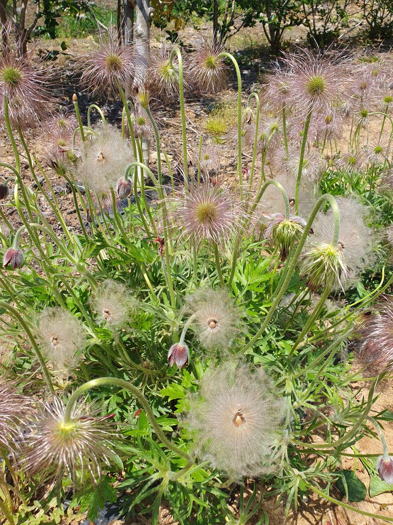 농산물에 진심구병안님의 장터 판매 상품 [할미꽃씨 무료나눔 이벤트] 첨부 사진