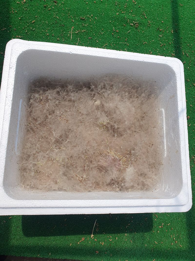 농산물에 진심구병안님의 장터 판매 상품 [할미꽃씨 무료나눔 이벤트] 첨부 사진