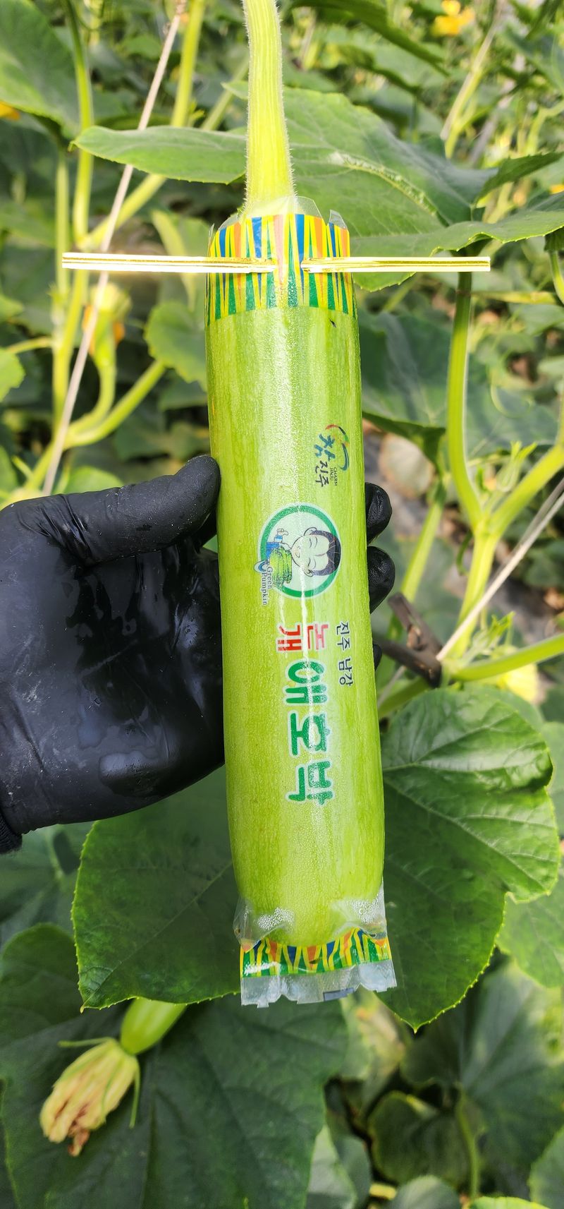 김기태님의 장터 판매 상품 [친환경 무농약 애호박 A품 B품 판매] 첨부 사진