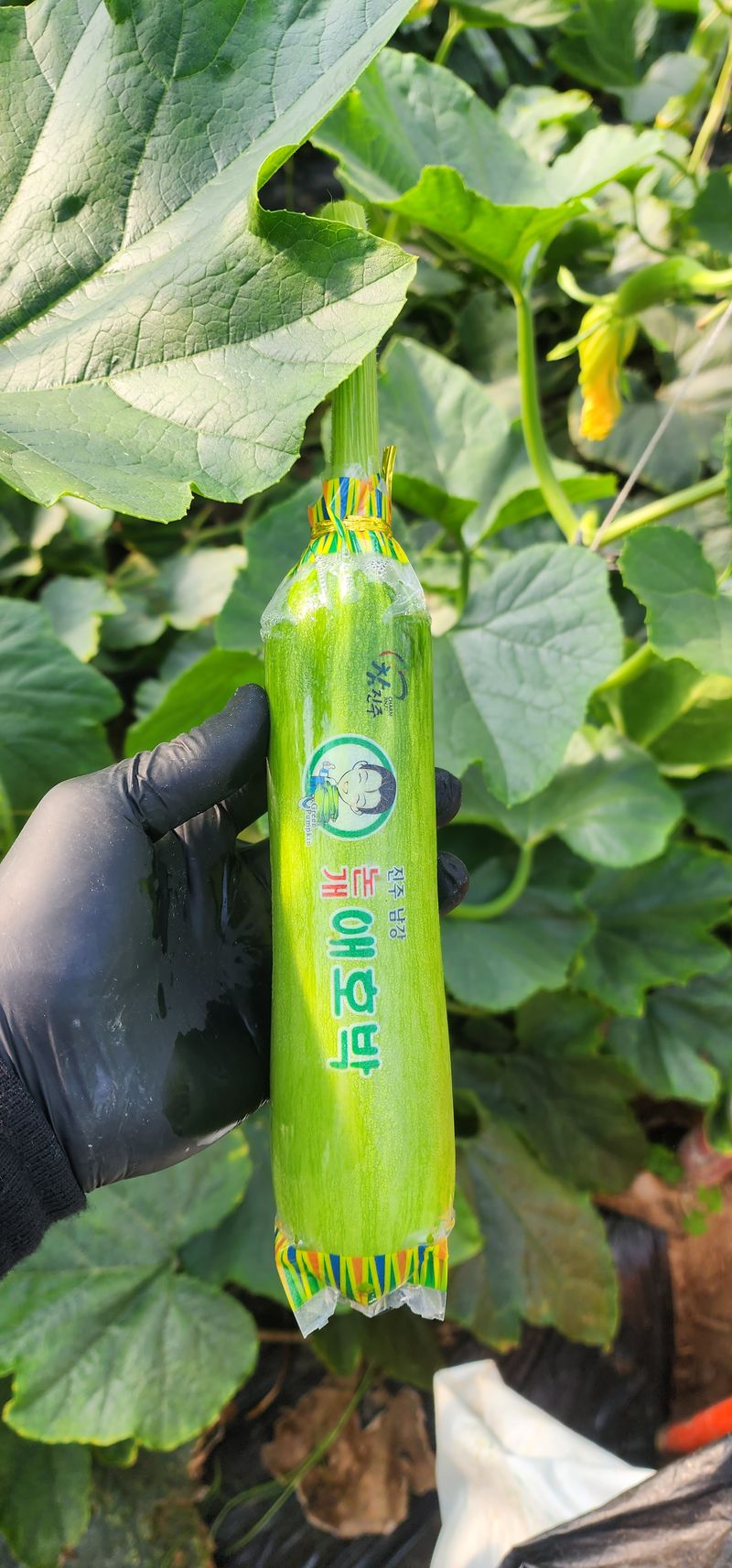 김기태님의 장터 판매 상품 [친환경 무농약 애호박 A품 B품 판매] 첨부 사진