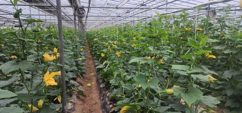 김기태님의 장터 판매 상품 [친환경 무농약 애호박 A품 B품 판매] 첨부 사진