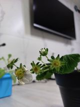 팜모닝 딸기·병해충상담 게시글 이미지