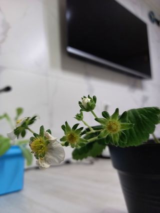 수경재배 님의 딸기 · 병해충상담 작성글 사진